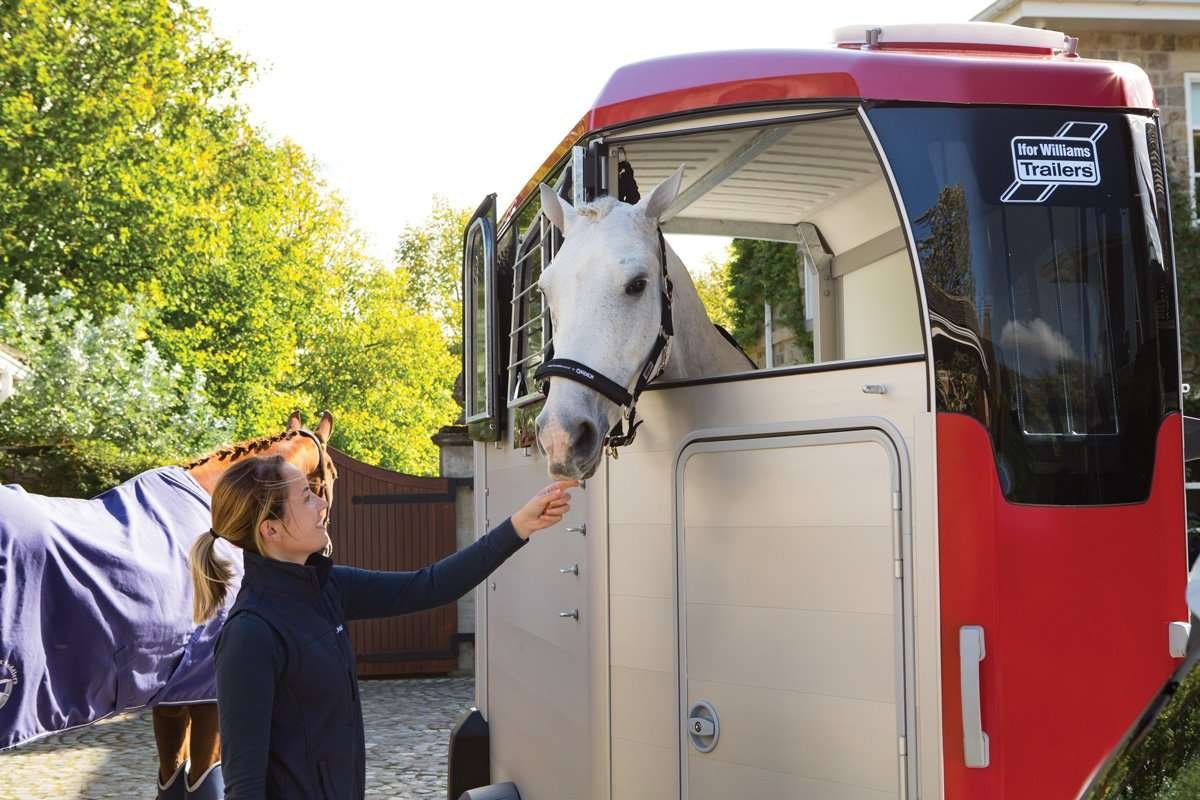 Ifor Williams HBX403 Hestetrailer | Ladmål 319 x 130 x 226 cm | 1600 kg